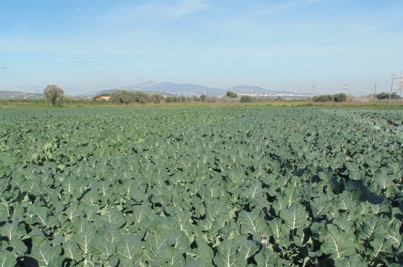 Commercial Broccoli Farming