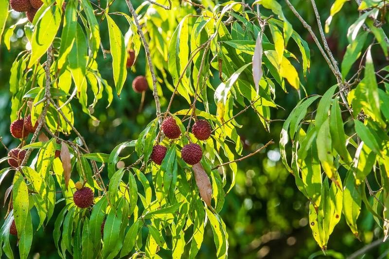 litchi