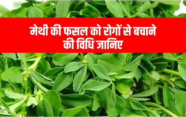 fenugreek