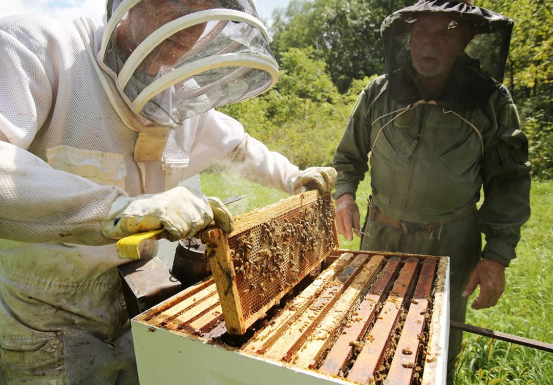 Bee Keeping