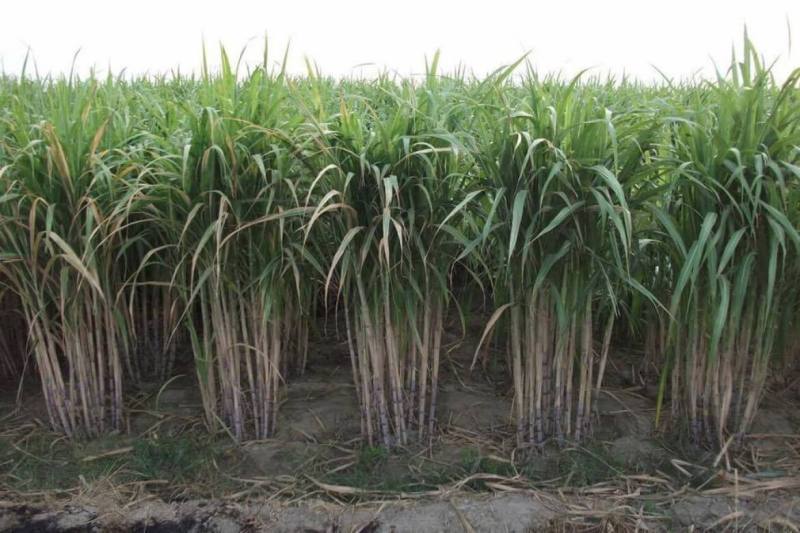 Agriculture News