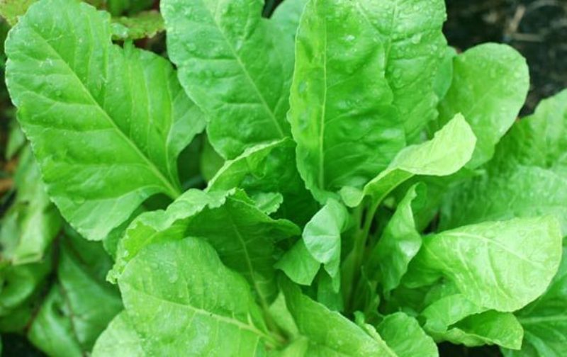 Spinach