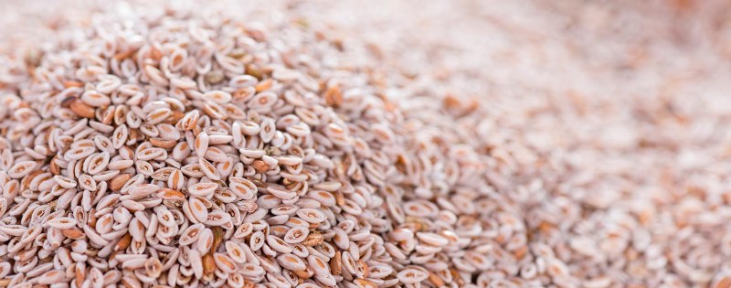 Isabgol seed