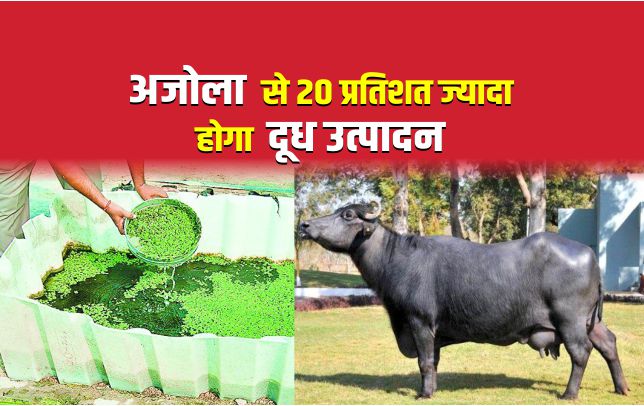 द ध र पश ओ क ल ए अज ल ह ब हद फ यद म द आइए ज न क स कर इसक उत प दन