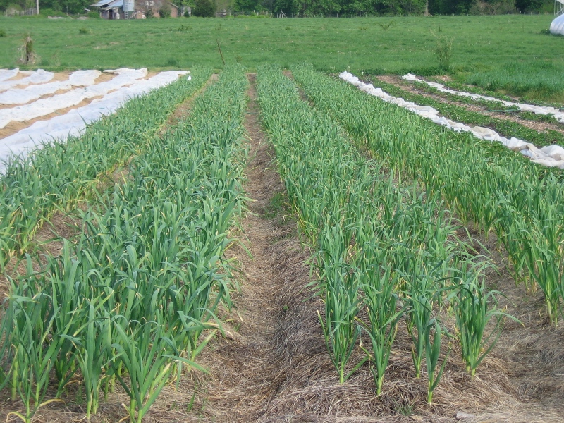 Garlic beds
