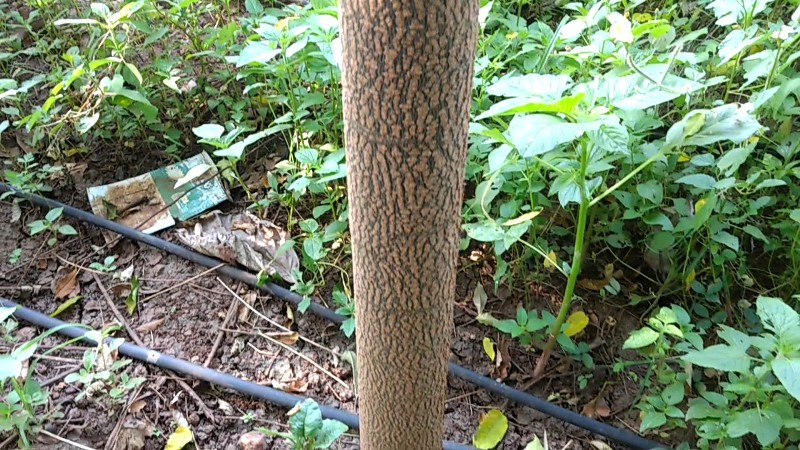 Malabar Neem Cultivation