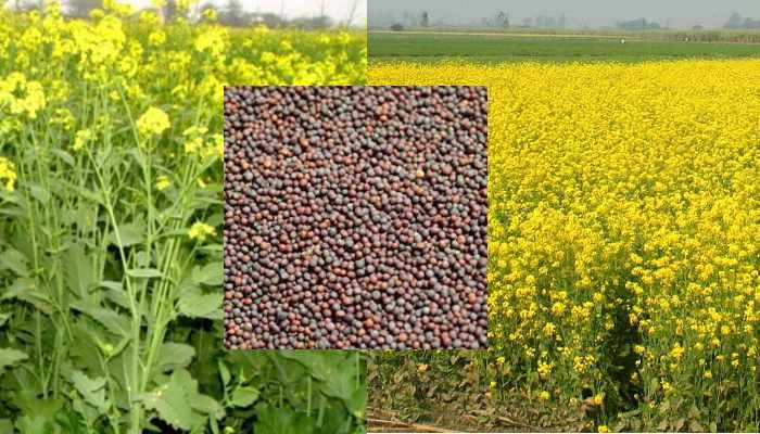 Agricultural Work of December