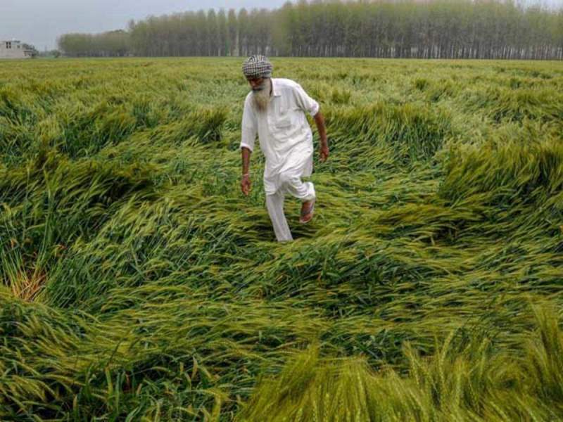Crop damage by climate