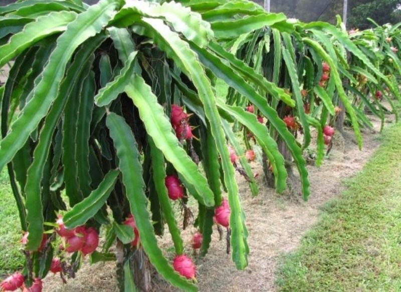 Dragon Fruit Farming