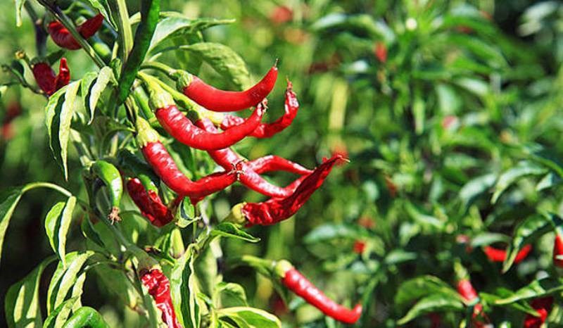 Chili Farming
