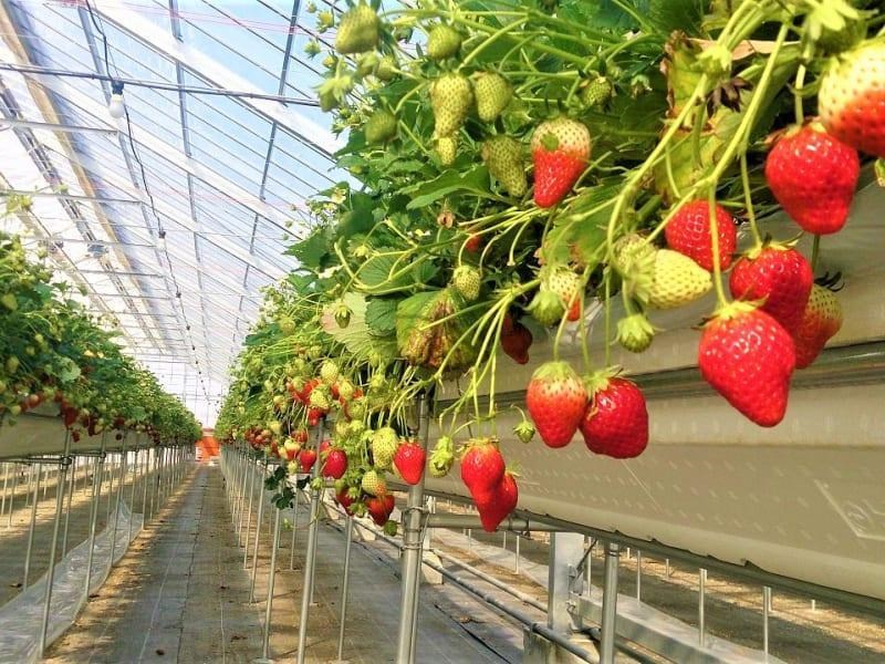 Strawberry Farming