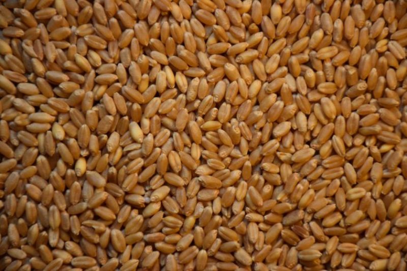 Wheat