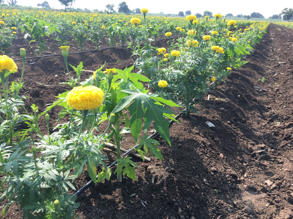Marigold with Papaya