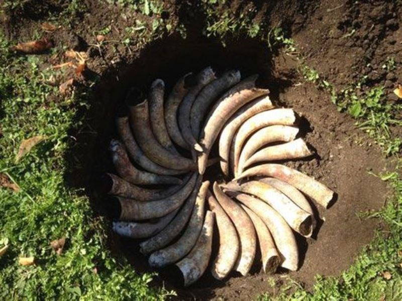 Cow Horns