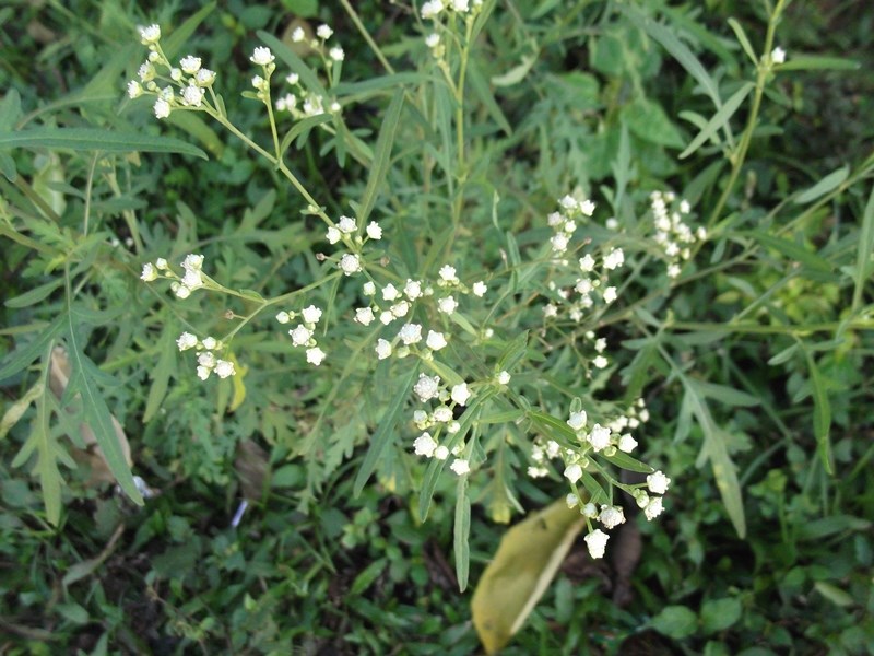 गाजर घास/ Congress grass