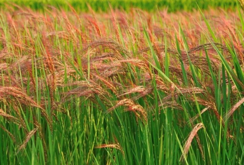 Red Rice Farming