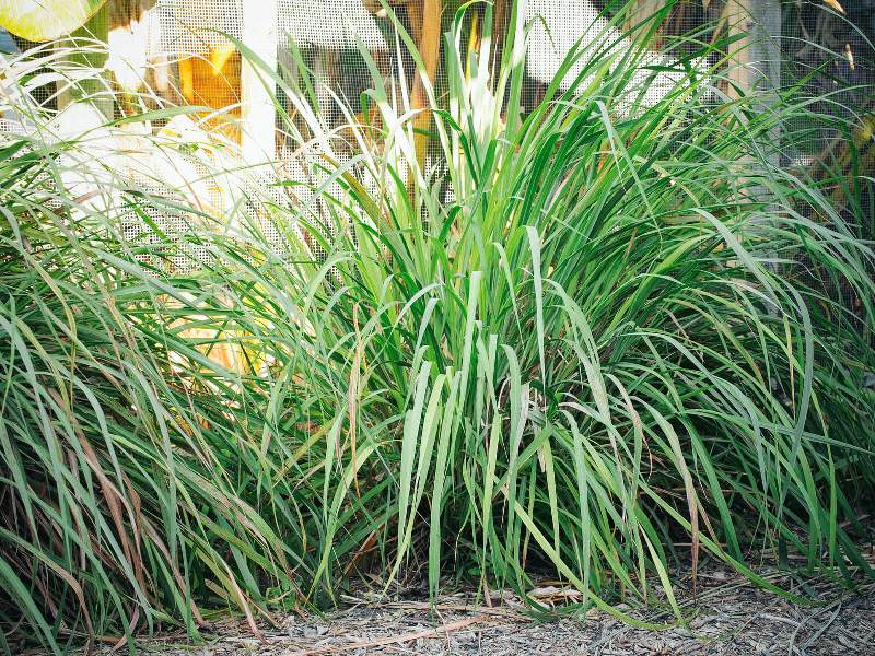 Lemon Grass Cultivation