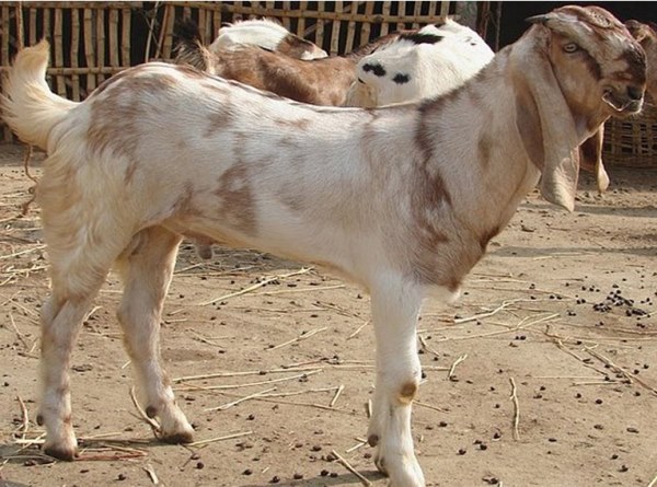 Goat Farming: जमुनापारी बकरी पालन से कमाएं अधिक मुनाफा!