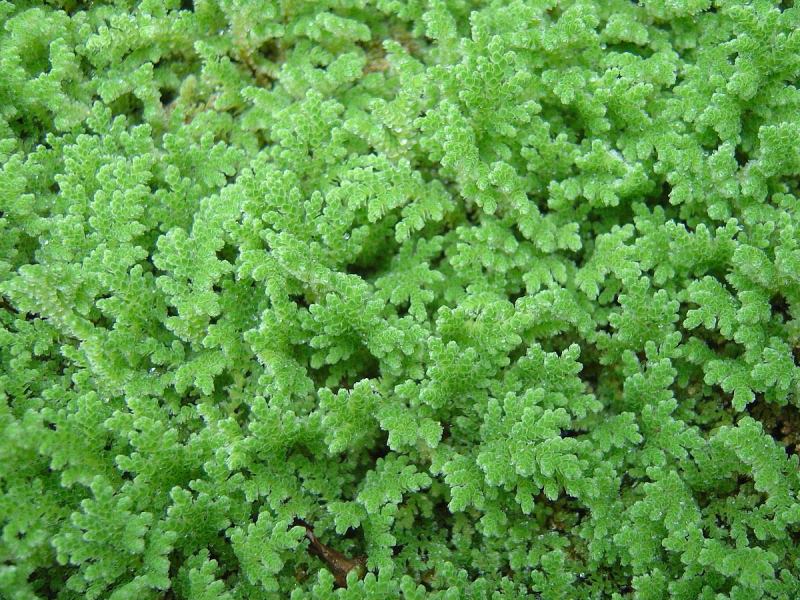 Azola