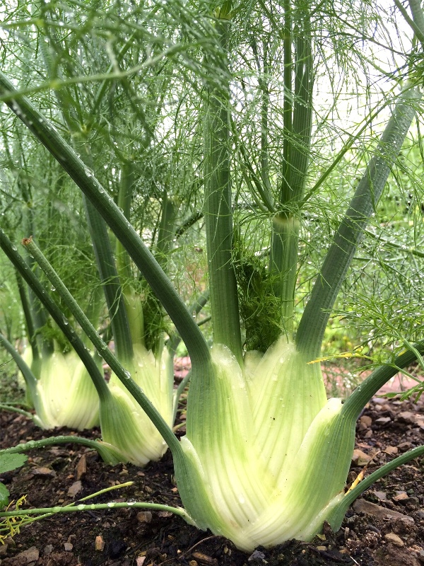 Fennel (सौंफ)