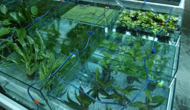radish cultivation