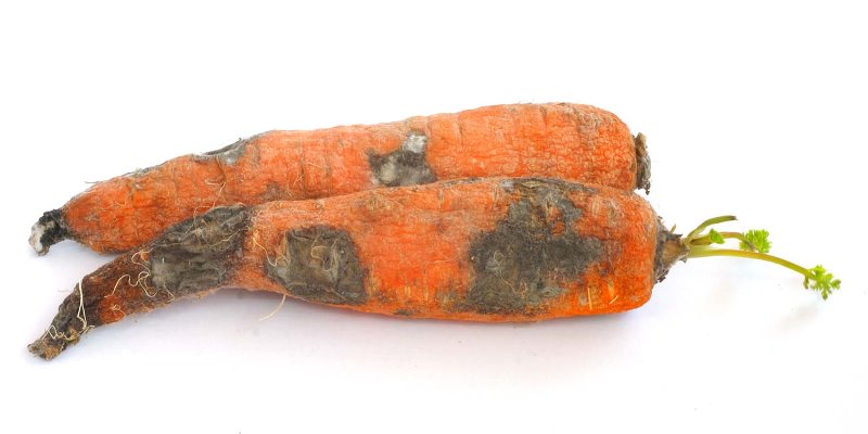 Bacterial Soft Rot of Carrot
