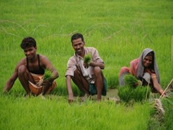 Crop insurance scheme hopes to get 13000 rupees in this budget ...