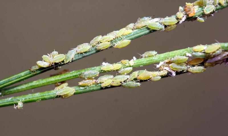 Aphid attack on Fennel Crop