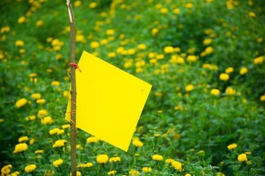 sticky traps for insects