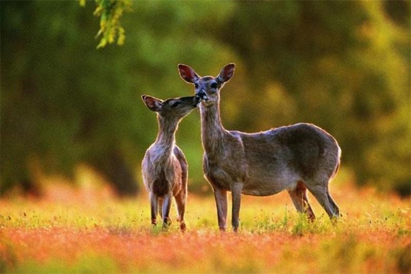 musk deer and facts