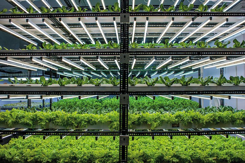 Vertical Farming