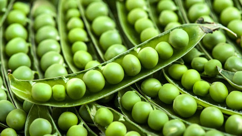 HFP-1428 variety of Dana Pea