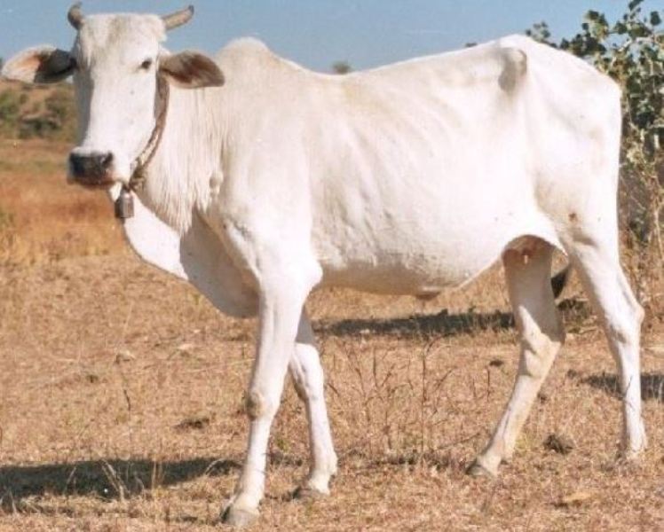 cattle-rearing-business-plan-in-nigeria-apprenticeship