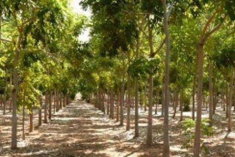 Mahogany Plants