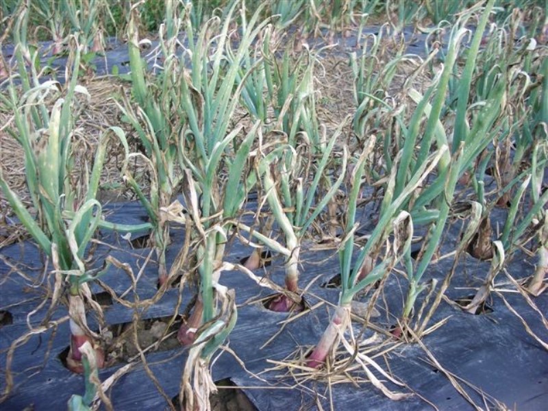 Onion Disease