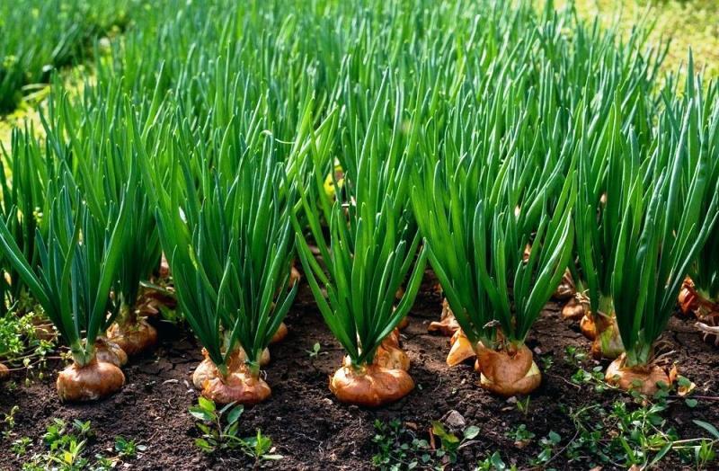 Onion