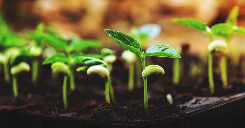 Seed germination