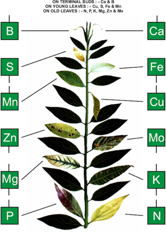 Nutrient Deficiency Chart