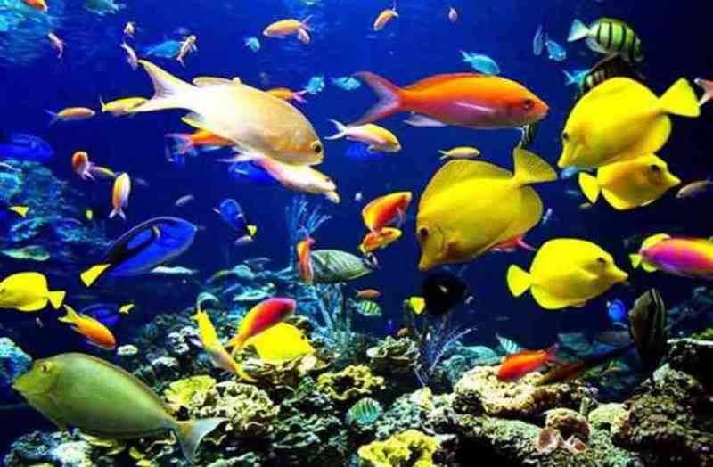 Fisheries