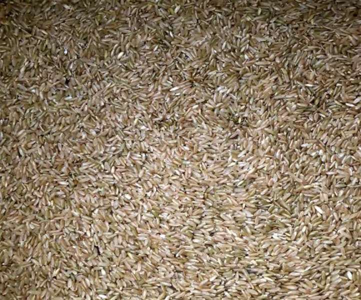 Paddy Farming