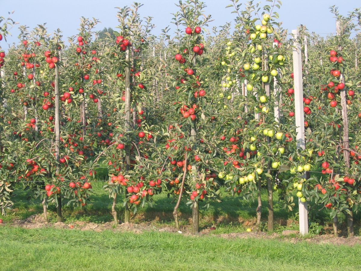 Apple Pruning