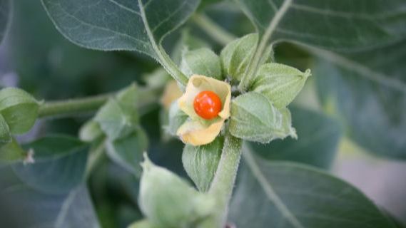 Medicinal Plant