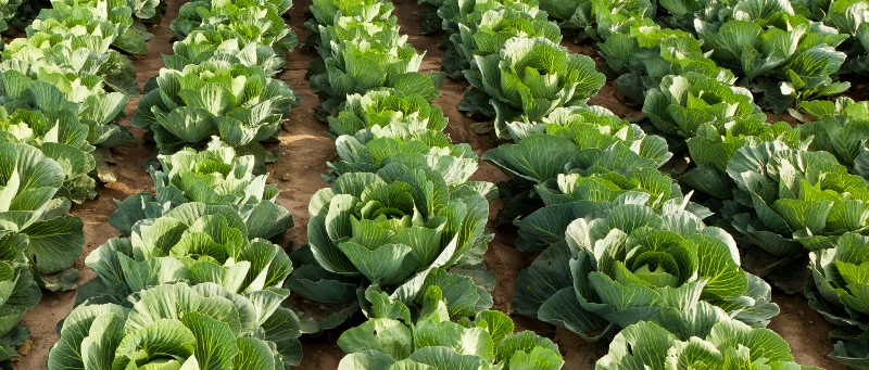 Cabbage