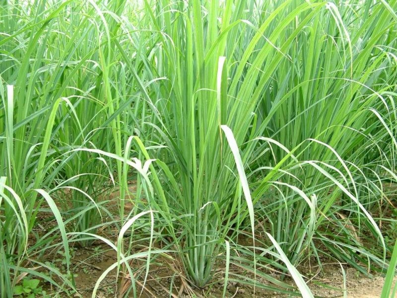 Lemon grass