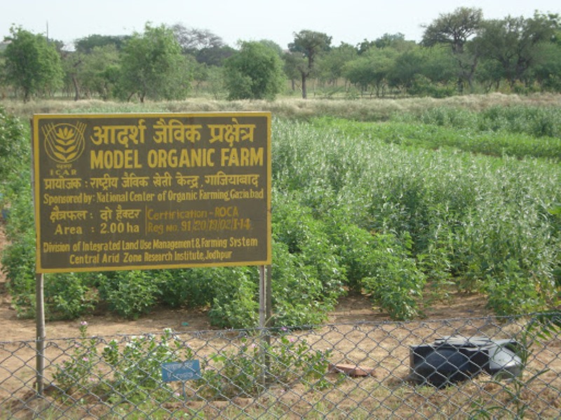 Organic Farm at CAZRI, Jodhpur