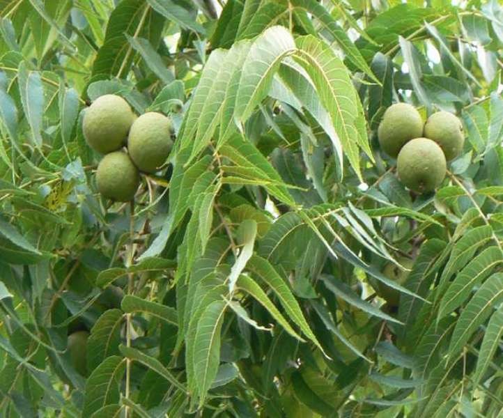 Nut Farming