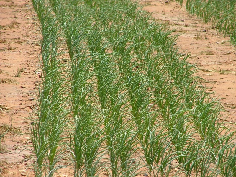 Effective weed control in Onion crop