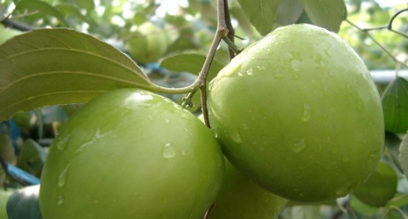 Ber fruit