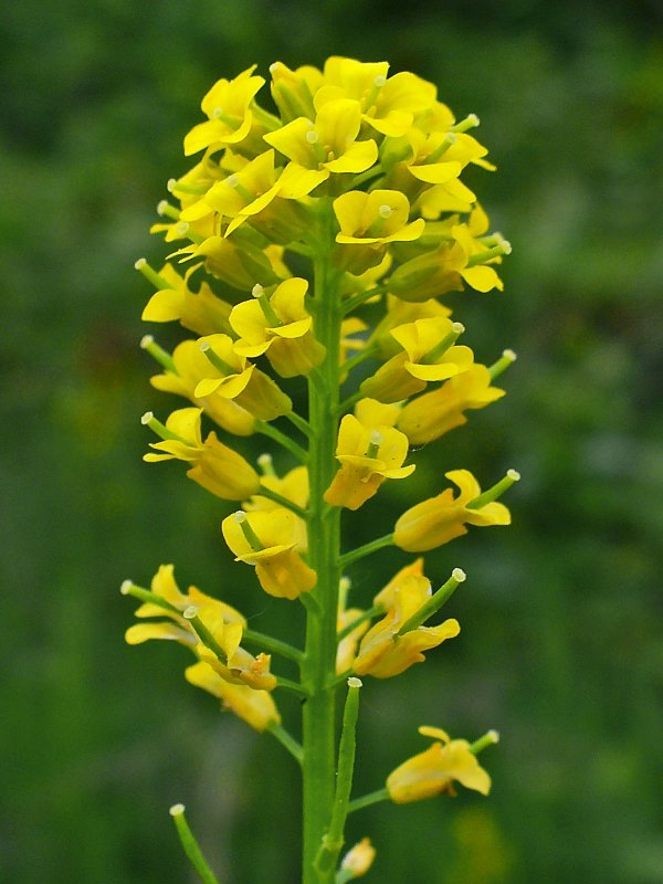 Flowering of Mustard