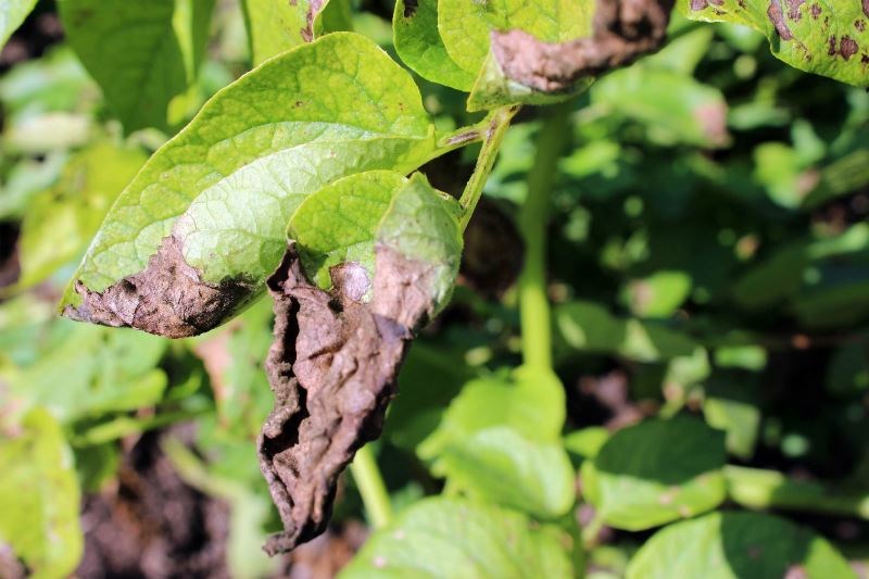Late blight of Potato